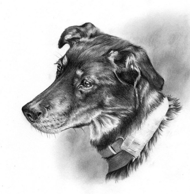 DIbujo perro blanco y negro 4 lápiz – Arte Feed